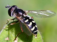 Bird Hover Fly